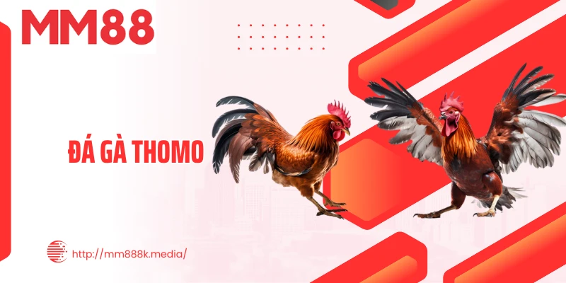 Đá Gà Thomo - Đấu Trường Rực Lửa Với Kèo Cược Hấp Dẫn
