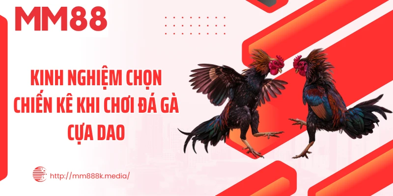 Kinh nghiệm chọn chiến kê khi chơi đá gà cựa dao